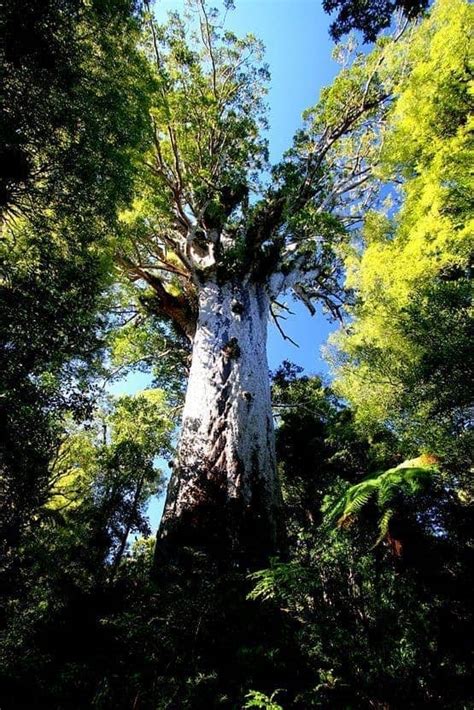Ancient Trees Of New Zealands Far North Finding The Universe