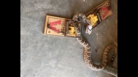 Poor Thing Snake Got Caught In A Mouse Trap