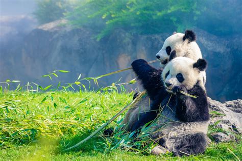 Weird Panda Behavior Explained: Giant Pandas in China