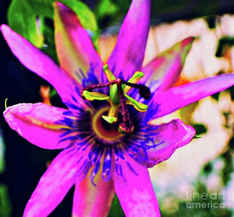 Pink Passion Flower Photograph By Joseph Kelly Fine Art America