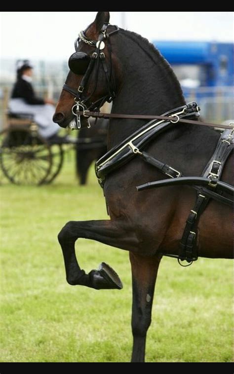 images  hackneys  pinterest horses  sale youth  dressage