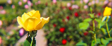 The Rose Garden At Washington Oaks Florida State Parks