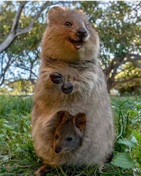 Happy Quokka Mother And Baby 可愛すぎる動物 クアッカワラビー 面白い動物