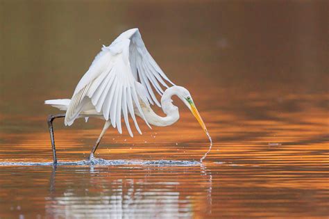 Great Egret Or Great White Heron Ardea Photograph By Wilfried Martin