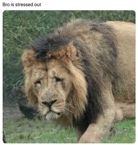 Sexually Exhausted Lion Becomes The Joke Of Twitter Funny Gallery