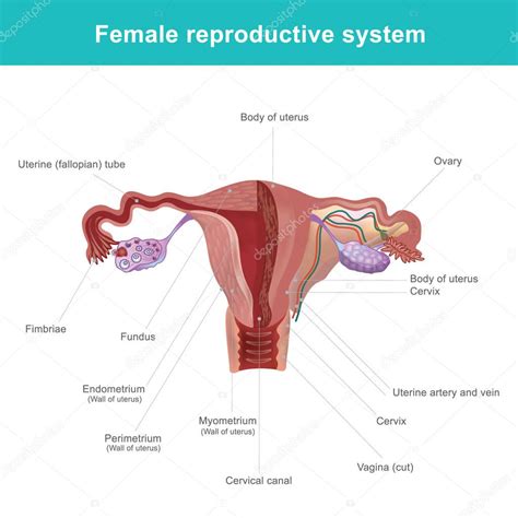 10000+ results for 'labelled diagram body parts'. Diagram Internal Female Anatomy - Anatomy Of Female ...