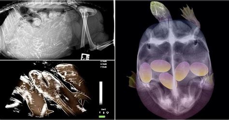These 16 X Rays Of Pregnant Animals Are Extremely Amazing