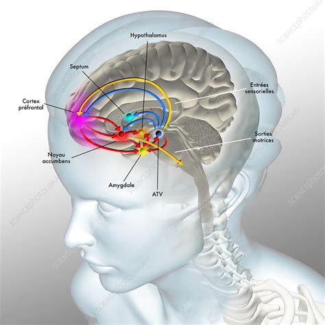 Brain Reward Pathway Illustration Stock Image C0493446 Science