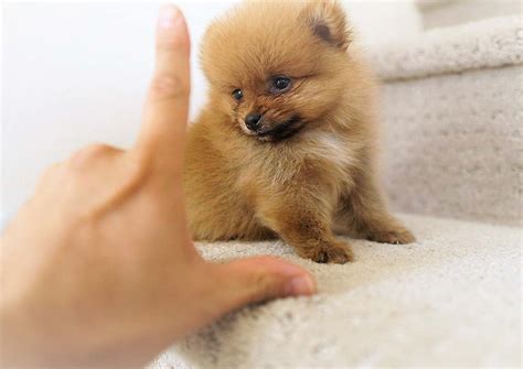 Honey the Pomeranian $̶3̶,̶6̶0̶0̶ $1,400 - Top Dog Puppies