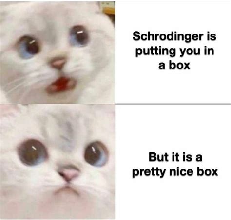 Schrödingers Cat Funny Memes Best Cat Memes Memes