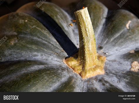 Pumpkin Stalk Image And Photo Free Trial Bigstock