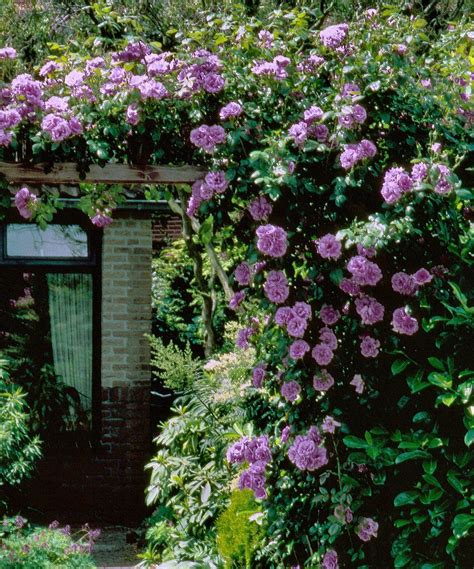 Newly planted angel face blooming into late fall. 'Angel Face' climbing rose | Purple climbing roses, Rose ...