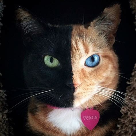 Meet Venus The “two Faced” Cat That Has Stunned The World