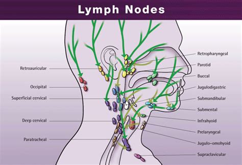 Health And Fitness Lymph Nodes Of The Head And Neck Lymph Nodes