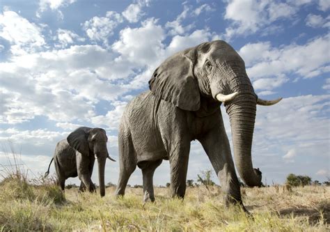 Los Misterios De La Comunicación Entre Los Elefantes