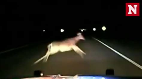 Police Car Left Wrecked After High Speed Collision With Deer Youtube