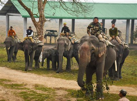 Elephant Ride At Pobitora Wildlife Sanctuary Assam India Editorial