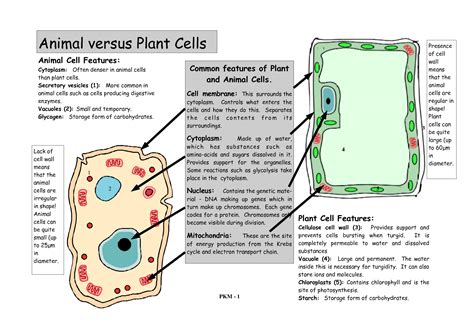 Let`s draw a typical animal cell. Plant & Animal Cell Printable | Earth Mama's World