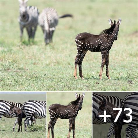 Extremely Rare Polka Dotted Zebra Foal Spotted In Kenya Unveiling Her
