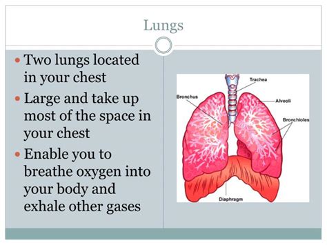 PPT - Respiratory System PowerPoint Presentation - ID:3233194