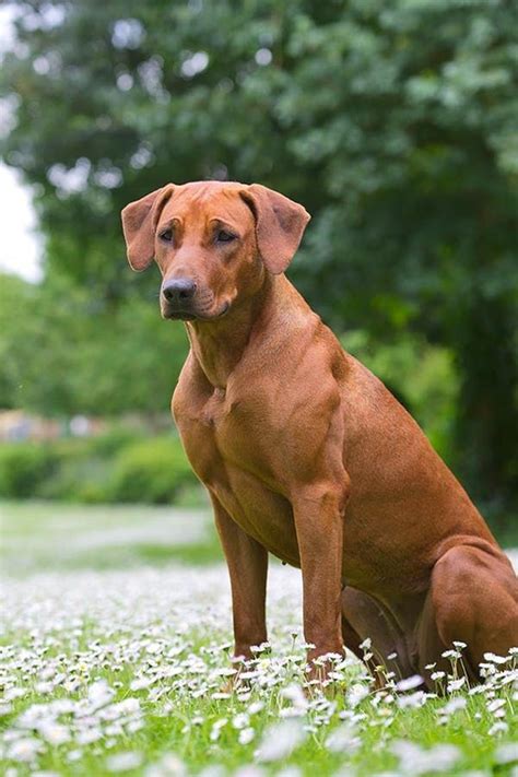 You must be licensed, if you meet both of the following conditions: What Dog Breed Should I Get Based on My Personality Type ...