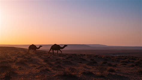 3840x2160 Camel Walking Through Desert 4k Hd 4k Wallpapersimages
