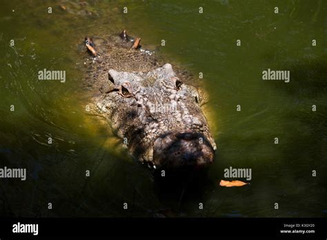 Saltwater Crocodile Crocodylus Porosus Queensland Australia Stock