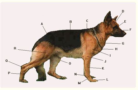 Anatomy of the German Shepherd Dog