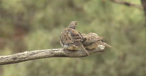 Mourning Dove Male Female Pair Mating Sex Reproduction Copulation
