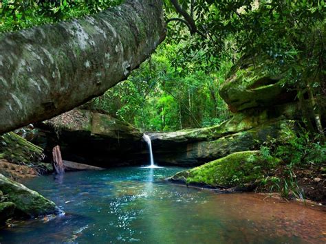 Rainforest River Turquoise Water Green Moss Rocks Tree Bushes Landscape Nature Australia