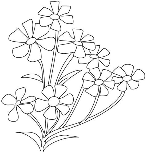 Small babys breath flower | Download Free Small babys breath flower for kids | Best Coloring Pages