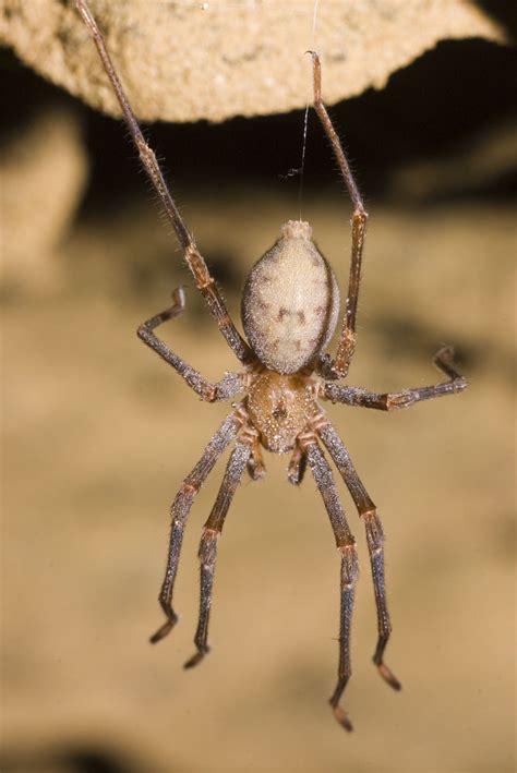 gradungulidae cave spiders