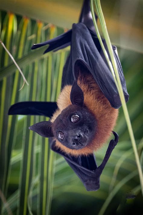 Are Bats Really Blind Discover The Truth About Bat Vision By Fancied