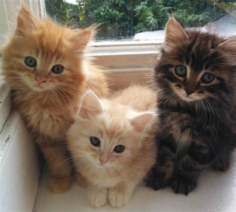 This Norwegian Forest Cat Shows Off More Tricks Baby Cats Norwegian