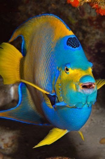 Top 13 Most Colorful Freshwater Fish Meowlogy Egzotik Balıklar