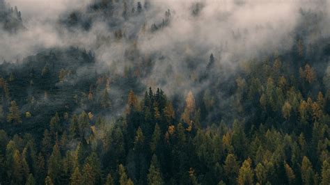 Dark Foggy Forest Wallpapers Top Free Dark Foggy Forest Backgrounds