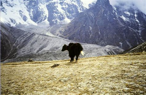 Himalayan wildlife! : Photos, Diagrams & Topos : SummitPost
