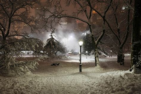 Free Download Cold Winter Nights Charm Bonito Trees Fog Lights