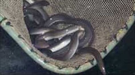 Illegal Eel Nets Found In Cambridgeshire River Bbc News