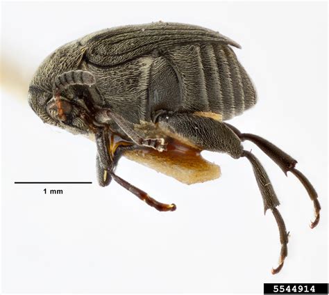 Bean Weevil Bruchidius Ater