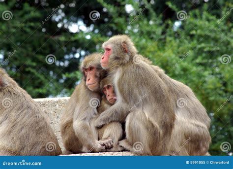 Monkey Group Royalty Free Stock Photo Image 5991055
