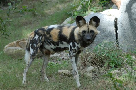 Endangered African Painted Dog Pups Born At Audubon Zoo
