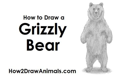 They can also be found in mexico and canada. How to Draw a Grizzly Bear (Standing)