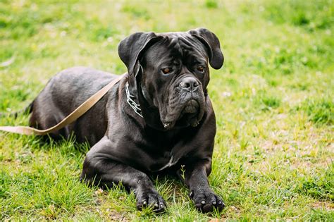 Black Young Cane Corso Dog Sit On Green Grass Outdoors Big Dog Dr