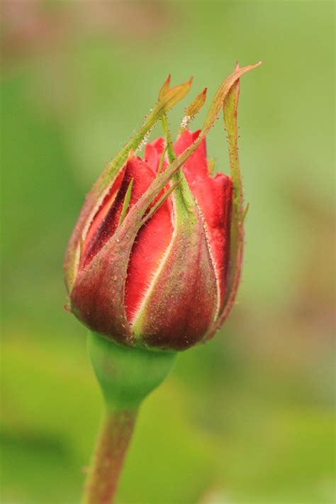 Rose Roses Rosebud Free Photo On Pixabay
