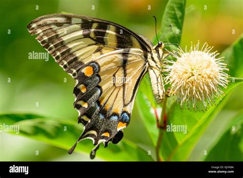 Eastern Tiger Swallowtail Papilio Glaucus Butterfly On Flower