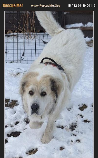 Adopt 22041900146 ~ Great Pyrenees Rescue ~ Parker Co