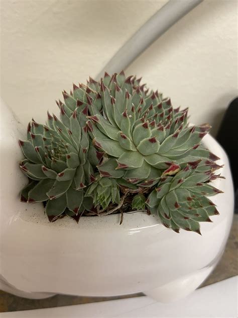 what-is-this-succulent-and-how-often-do-i-need-to-water-whatsthisplant