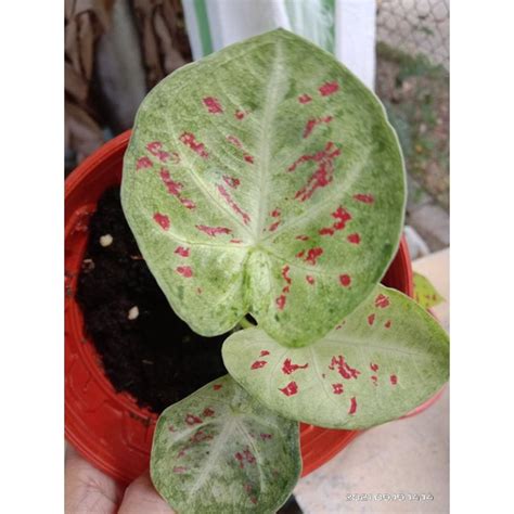 keladi katak