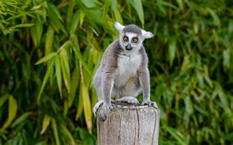 Download Wallpaper 3840x2400 Lemur Animal Cute 4k Ultra